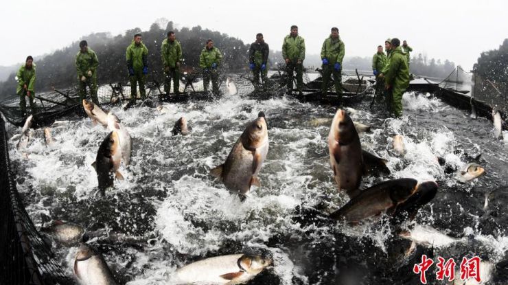 仙女湖冬捕进入旺季