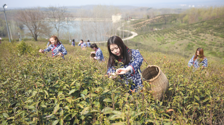 滁州：又到春茶采摘时