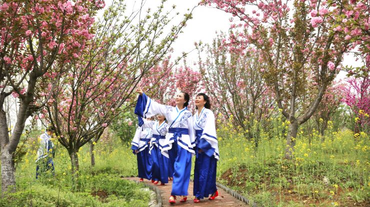 朵朵樱花开，和春天浪漫相约