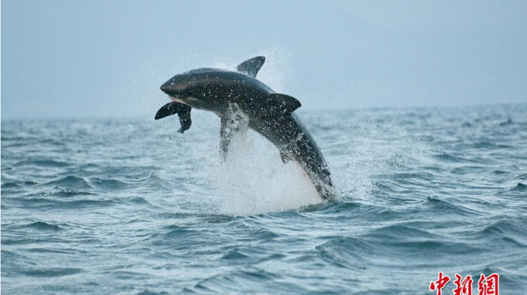 大白鲨也会“飞” 跃出海面1.5米捕食海豹
