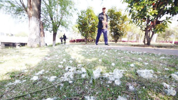 滁州：漫天柳絮惹烦忧