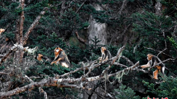 四川宝兴首次发现野生金丝猴群