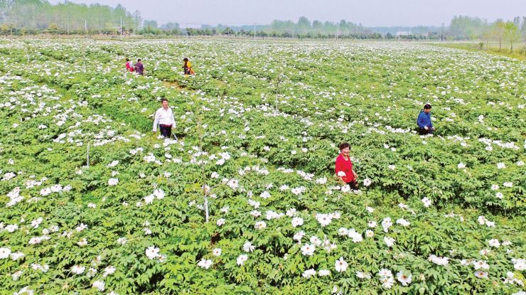 滁州全椒：林间套种双增收