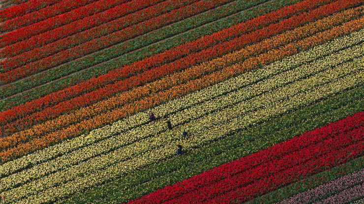 航拍荷兰郁金香花田 五彩缤纷如锦毯