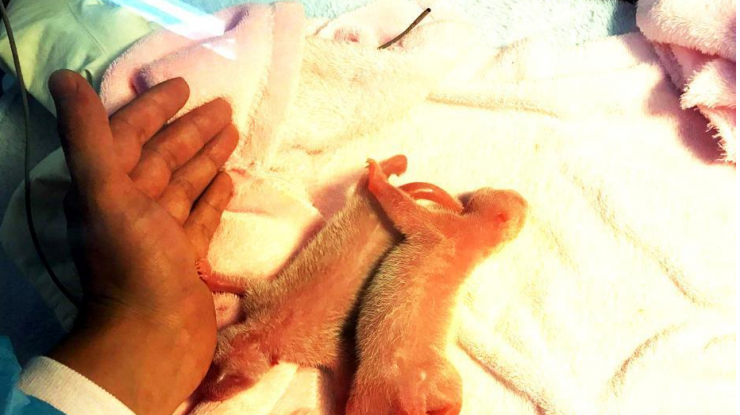 大熊猫“成大”产下成都2017首对龙凤胎