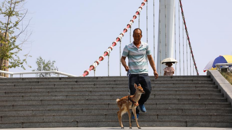 男子辽宁丹东街头遛梅花鹿引围观