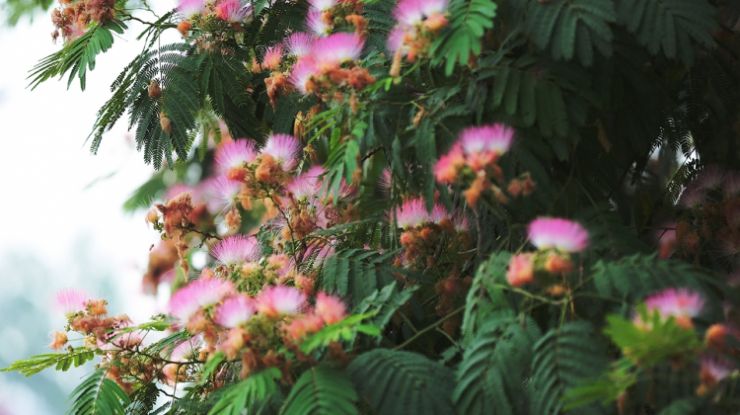  静物观赏：绒花（合欢花）