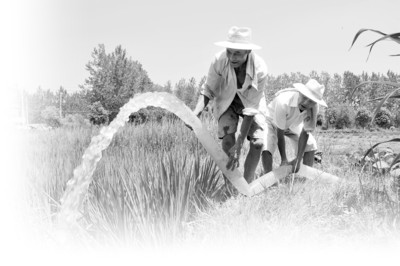 【安徽日报】提水抗旱保水稻