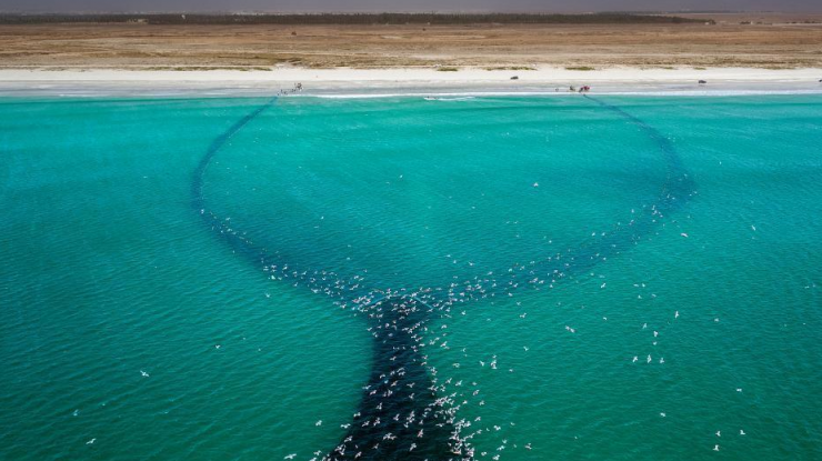 数万沙丁鱼集结海面现巨大黑影