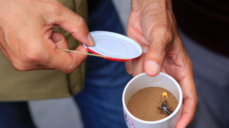 杭州蛐蛐上市 单只最高价格上千