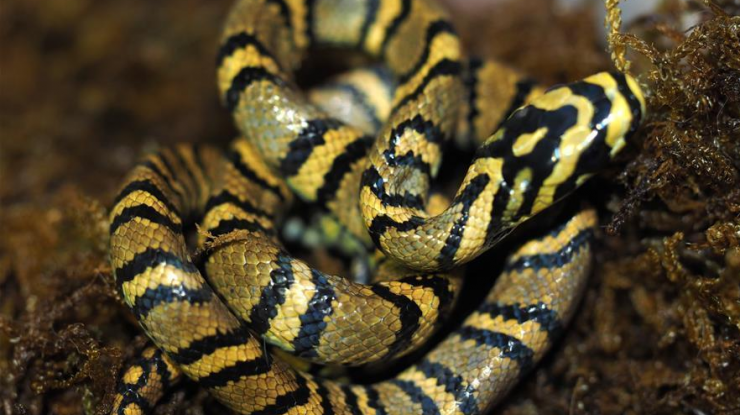 中国科学家成功繁育出濒危物种横斑玉斑蛇后代