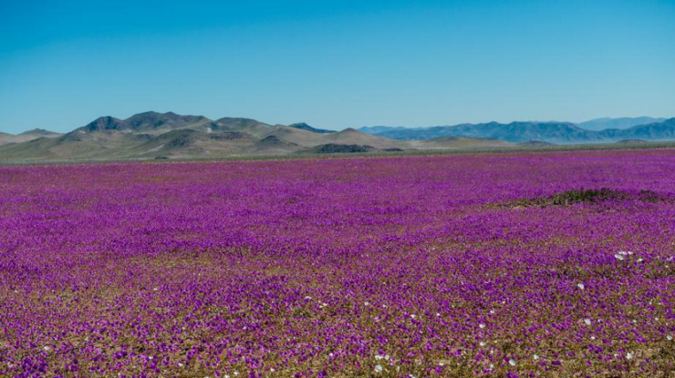 世界最干燥沙漠花开遍地