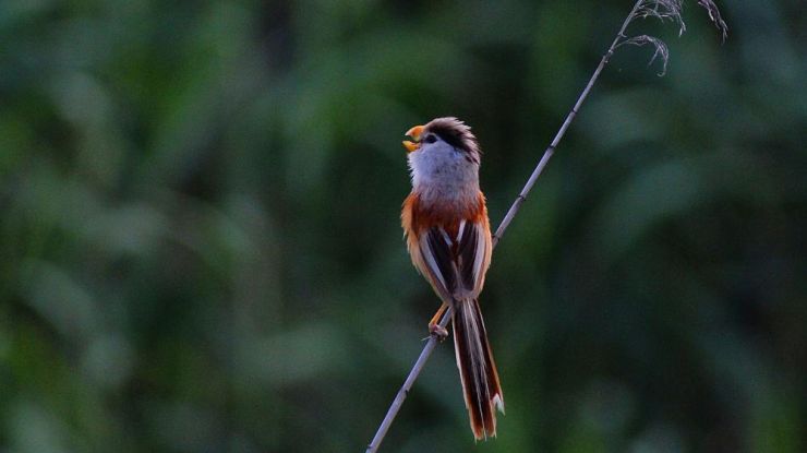 青岛首次发现“国宝”级震旦鸦雀