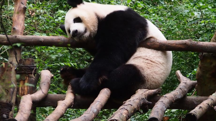 大熊猫展现奇特“销魂”睡姿