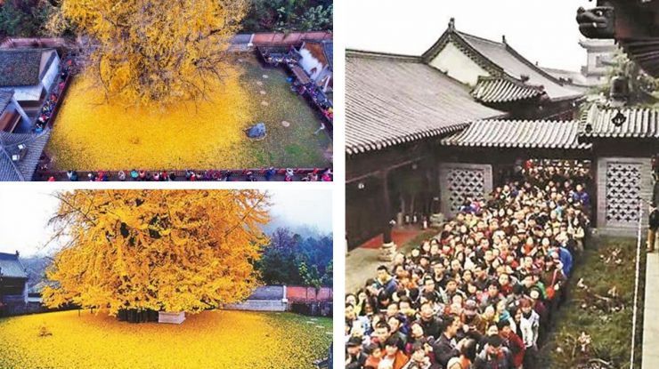 千年古银杏树成“网红” 