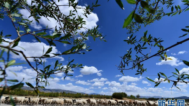 青藏高原黄沙头上披绿装