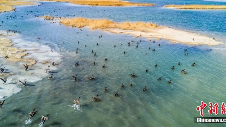 中国最大盐湖吸引众多珍稀野生鸟类栖息过冬