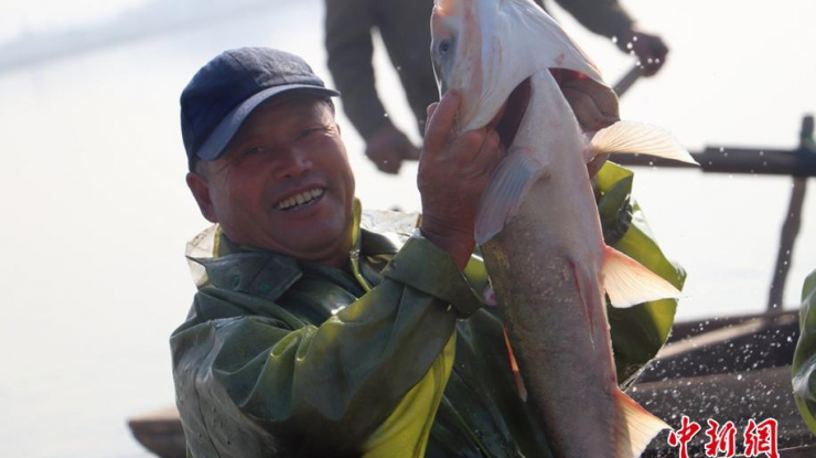 江苏镇江秋捕开幕万鱼欢腾 