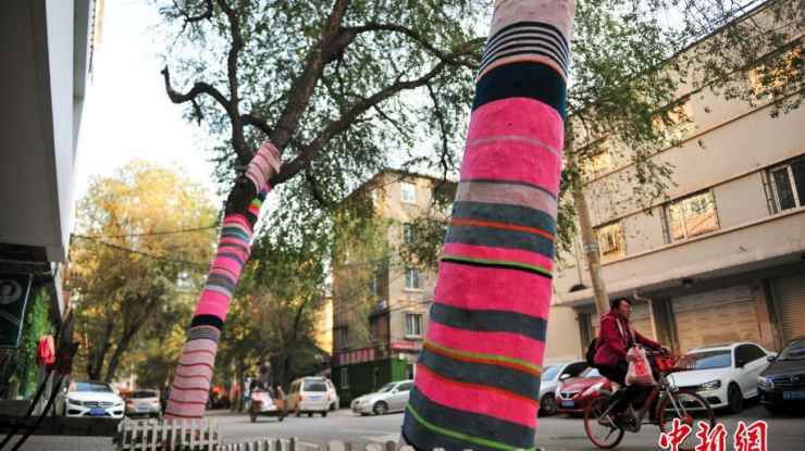 沈阳大树穿“彩虹秋裤”