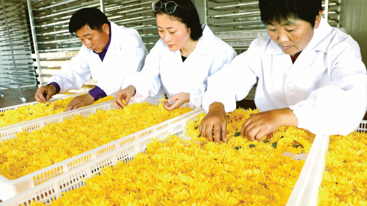 滁州：金丝皇菊试种成功