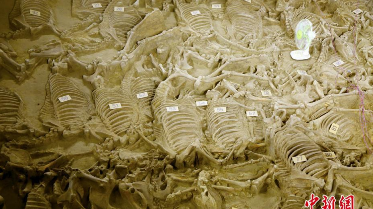 郑国三号车马坑考古创纪录