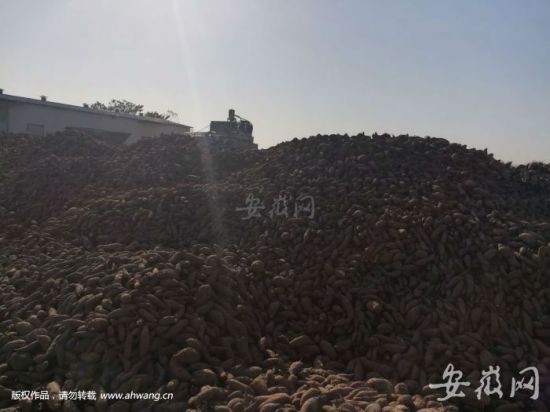 堆积如山的山芋