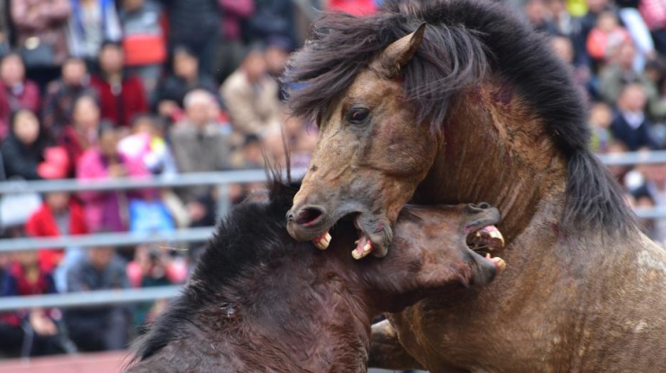 广西融水斗马赛 雄马一怒为“红颜”