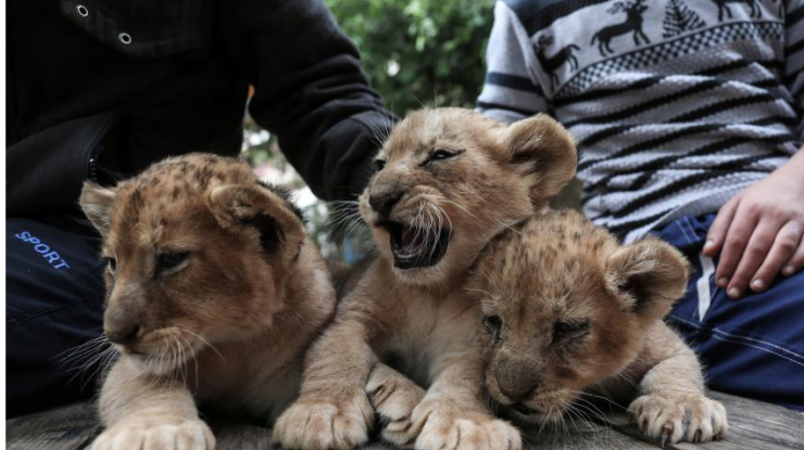 加沙一家动物园濒临倒闭 无奈出售小狮子