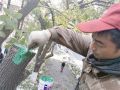 滁城雪中受损树木接受“疗伤” 