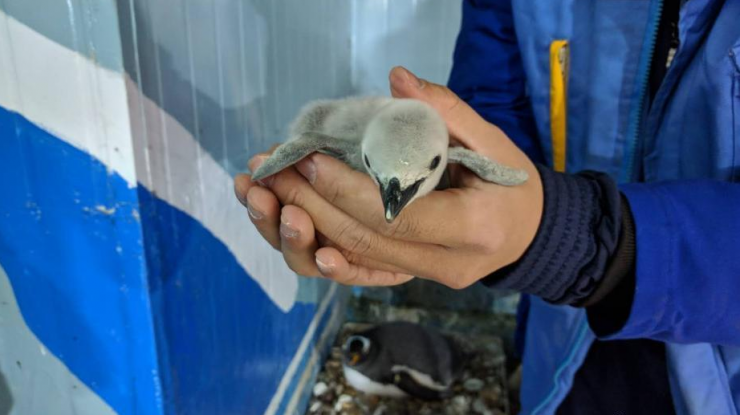 东北首例人工繁育帽带企鹅降生