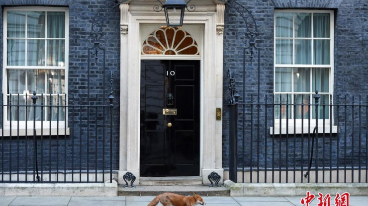 狐狸从英国首相官邸门前经过
