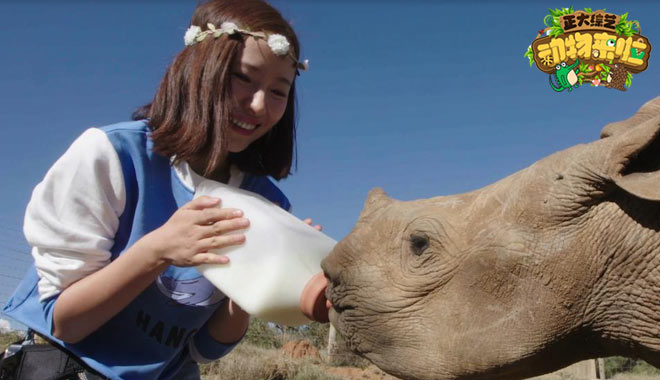 最后3头！北白犀家族濒临灭绝 江一燕呼吁保护北白犀