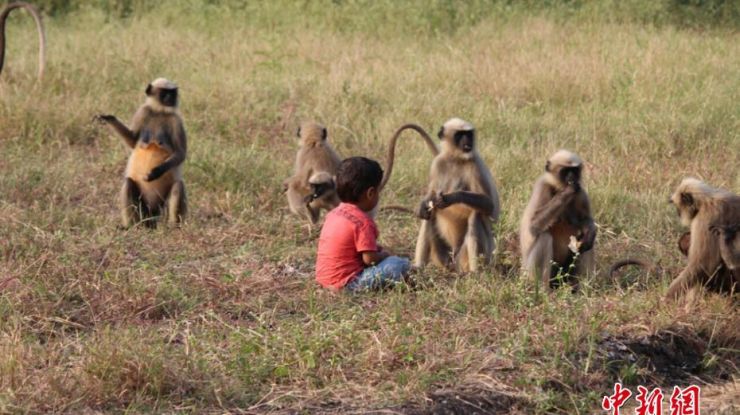 2岁孩童与猴群建立友谊 一起玩耍画面有爱