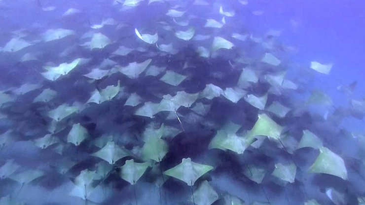 墨西哥潜水者“偶遇”上千条庞大牛鼻鲼群迁徙