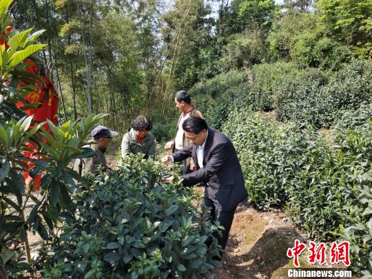 &ldquo;唠嗑&rdquo;志愿服务队帮贫困户采茶 钟伟 摄