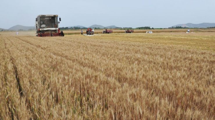 全国大规模小麦跨区机收全面展开