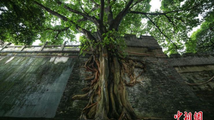 榕树撑破清代古城墙 