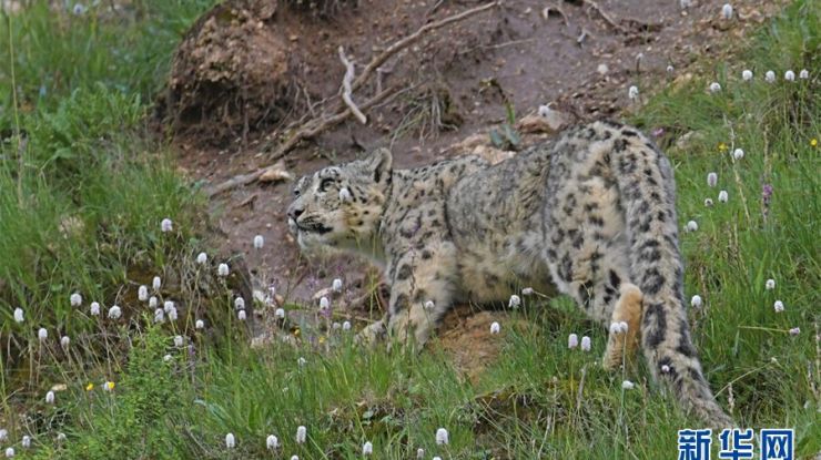 4天内拍摄到8批次雪豹影像