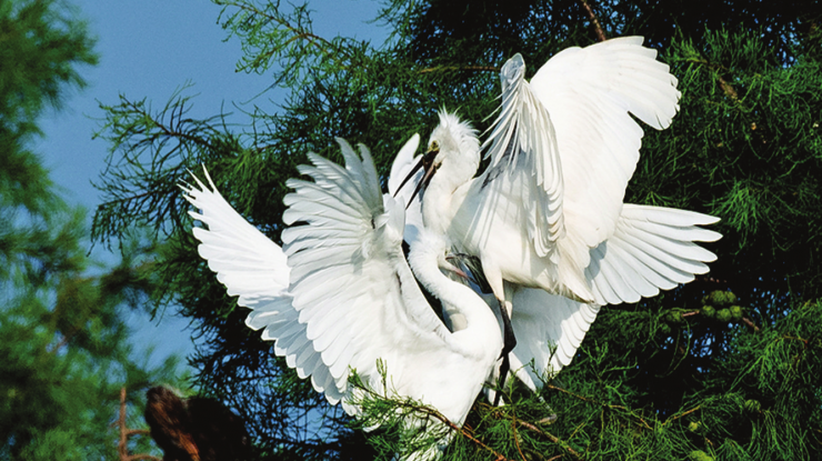 水清岸绿鹭鸟欢