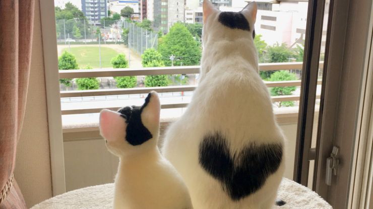日本猫咪天生自带爱心图案吸粉无数
