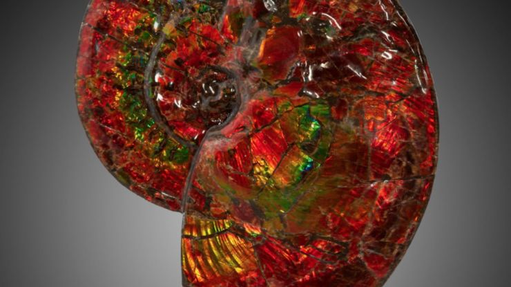 珍稀史前动植物化石拍卖 总估价178万元