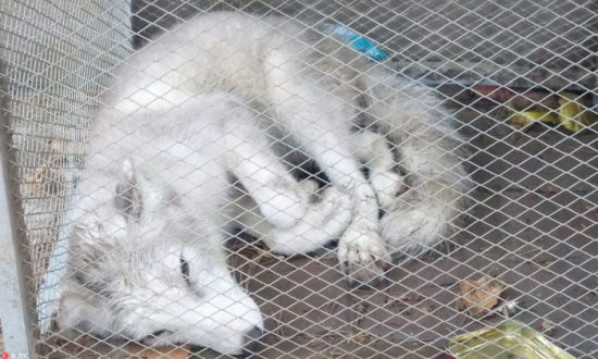 武汉大学小白狐漫步 网友:被哪个书生吸引了?