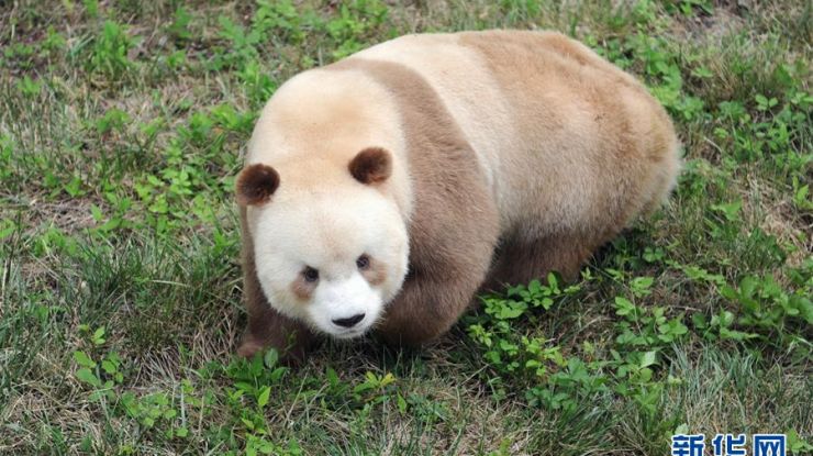 棕色大熊猫被发现后改变命运