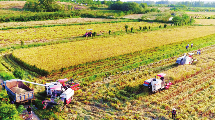 水稻机械化收割力保颗粒归仓