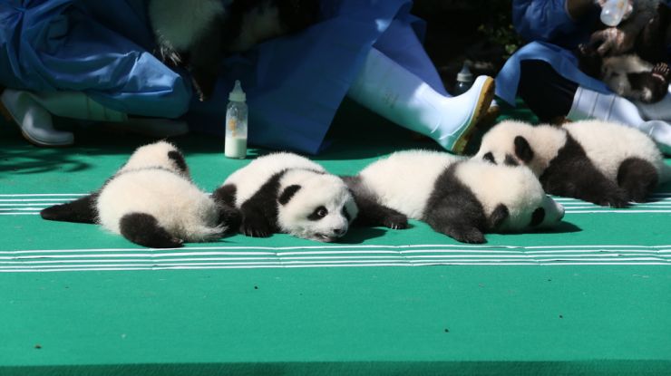 萌到你无法自拔！12只新生熊猫宝宝齐亮相