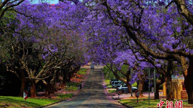 南非入春迎来蓝花楹最佳观赏期