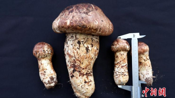  云南昆明现“松茸王” 重达到0.9公斤