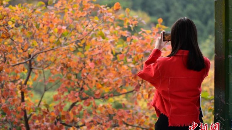 北京香山红叶节开幕后迎首个周末客流高峰