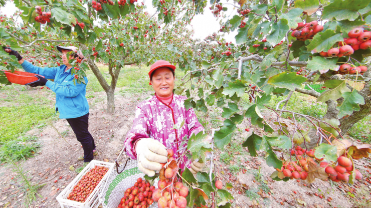 明光：山楂红了