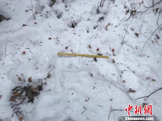 野生东北虎现身黑龙江小兴安岭&ldquo;爬冰卧雪&rdquo;